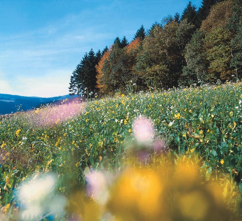 Landhaus Lenneper-Fuehrt Kirchhundem Exteriér fotografie